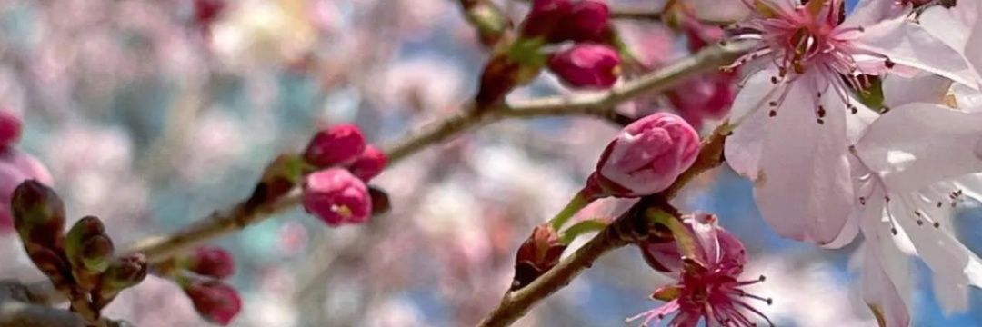 شيخه 🕊🌺 banner