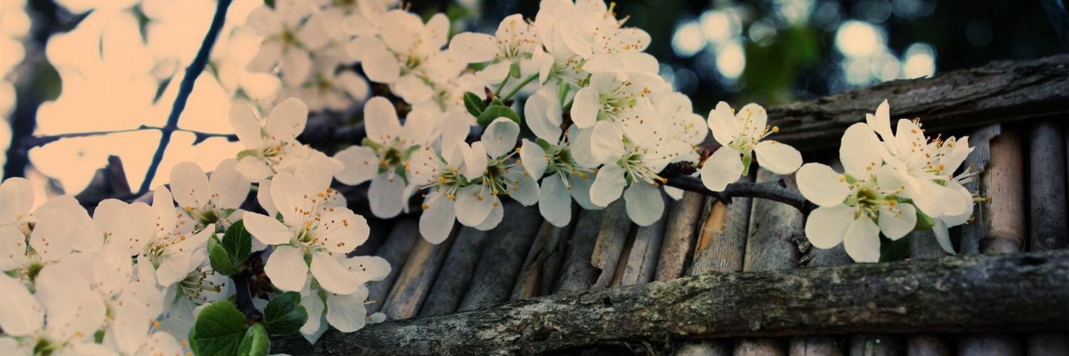 Encinya's profile banner image