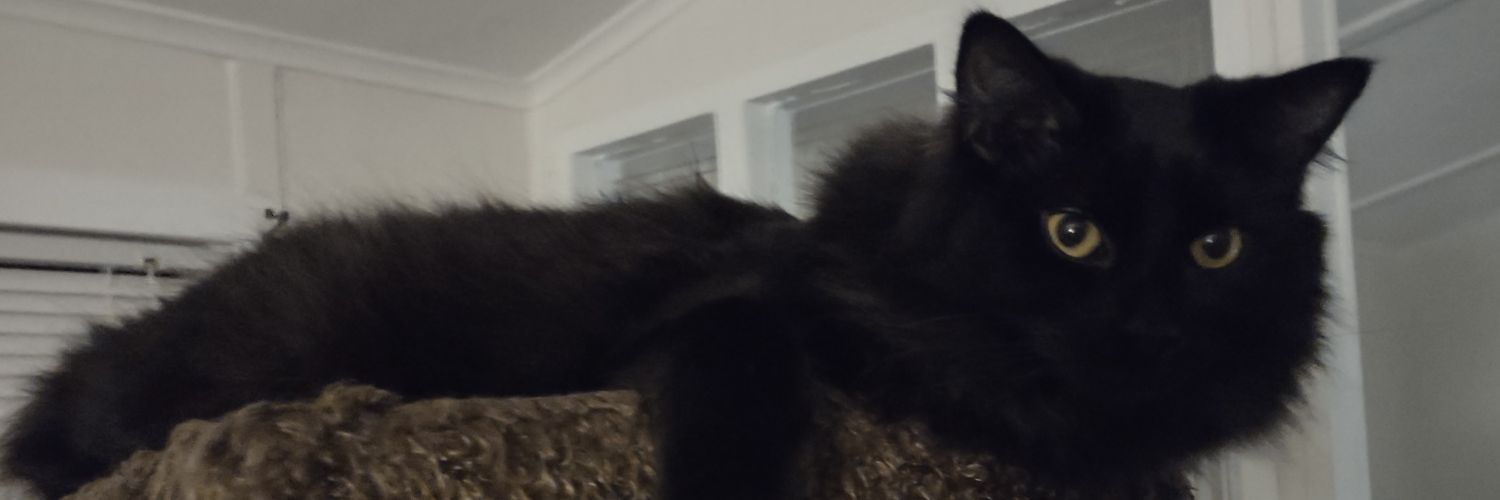 KnittyKitty78's profile banner image