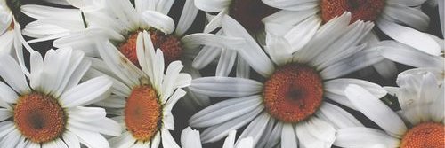 AlemarcanoAle's profile banner image
