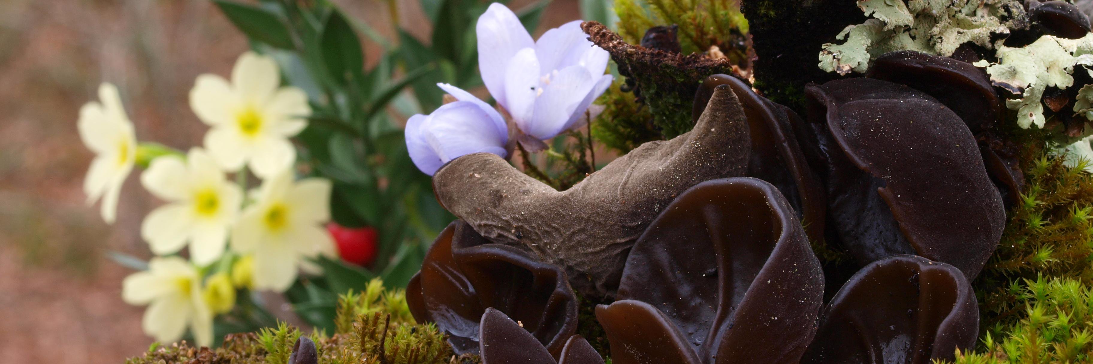 fungipedia's profile banner image