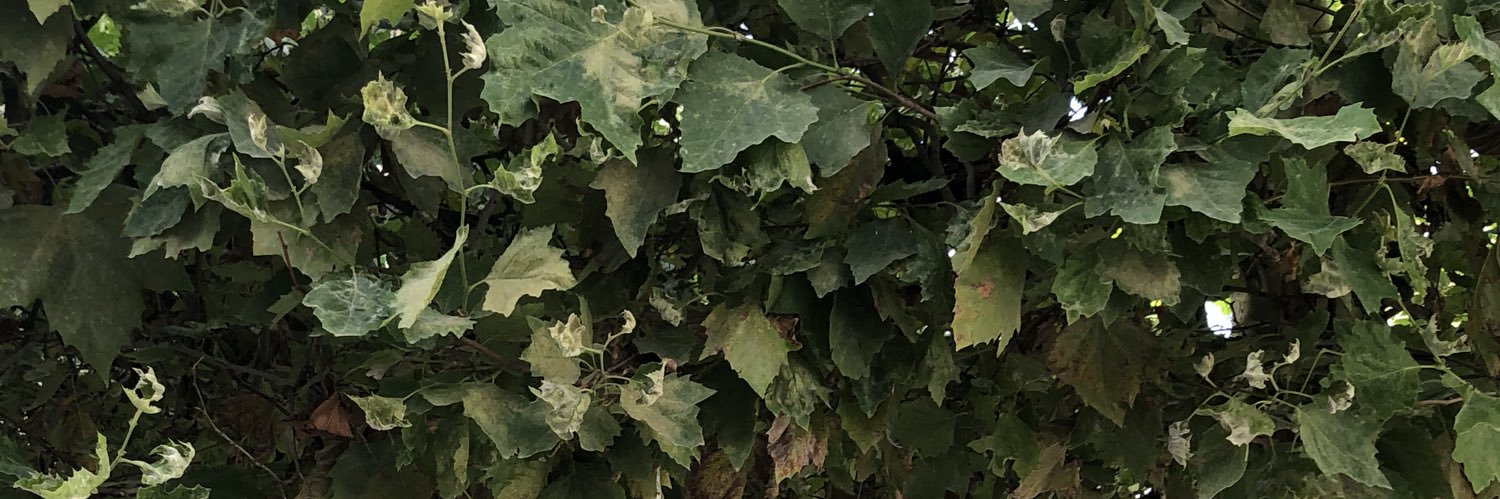 AshFrost's profile banner image