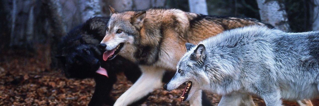 BatistaloneWolf's profile banner image