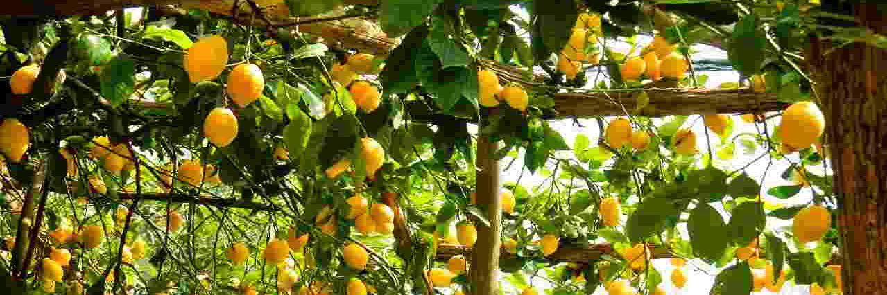 limonibelli's profile banner image