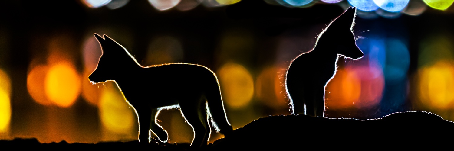 moe_murad's profile banner image