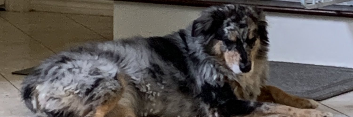 benadryllover's profile banner image