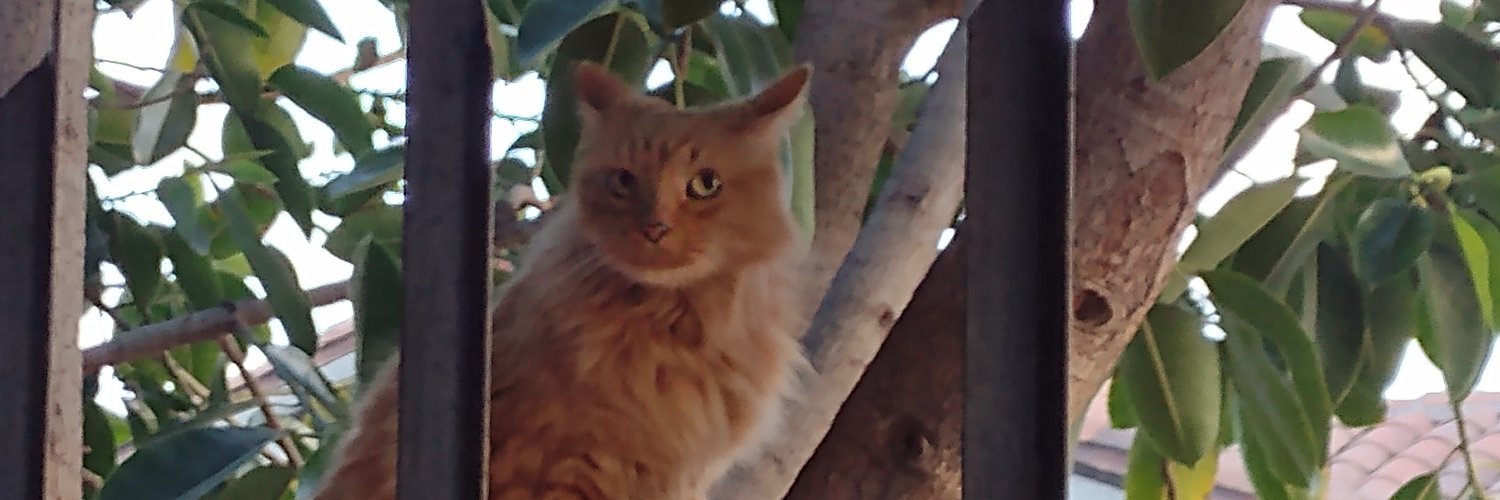 ocarross's profile banner image
