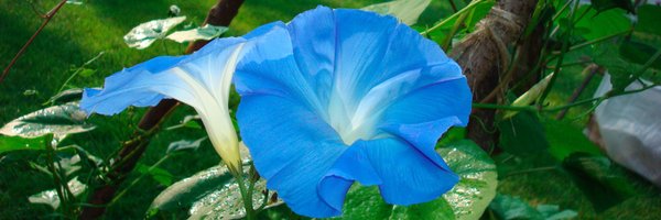 MsGoodall_Riots Profile Banner