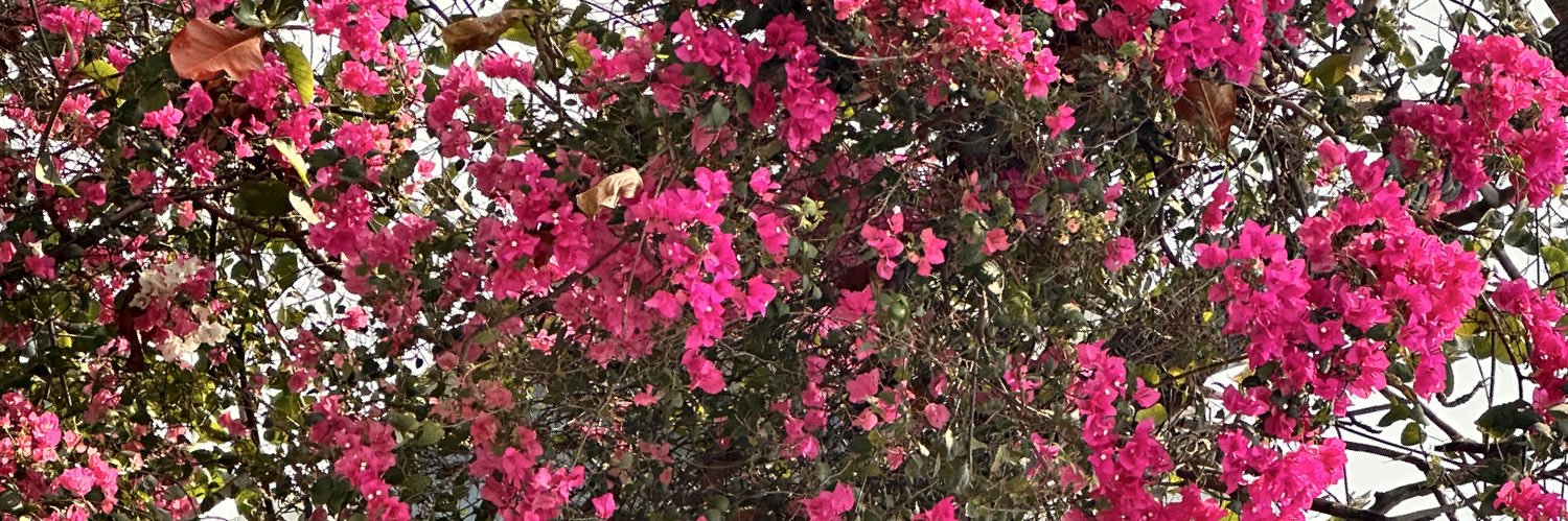Snehitrao's profile banner image