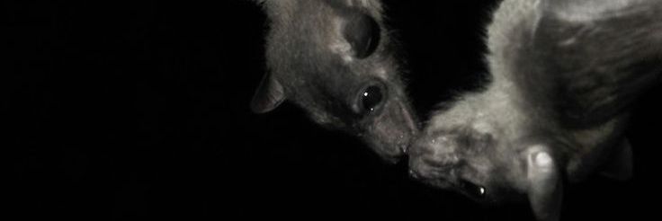 ╋━ 𝓜𝗠𝑒𝓁⃠ banner