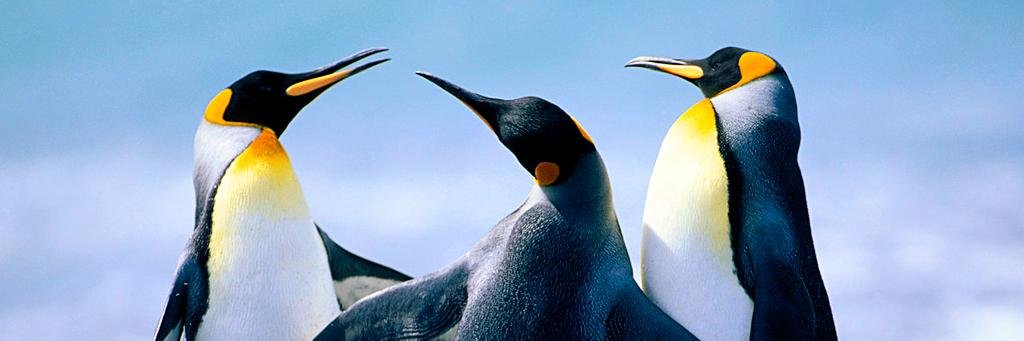 Chris Hufnagel banner