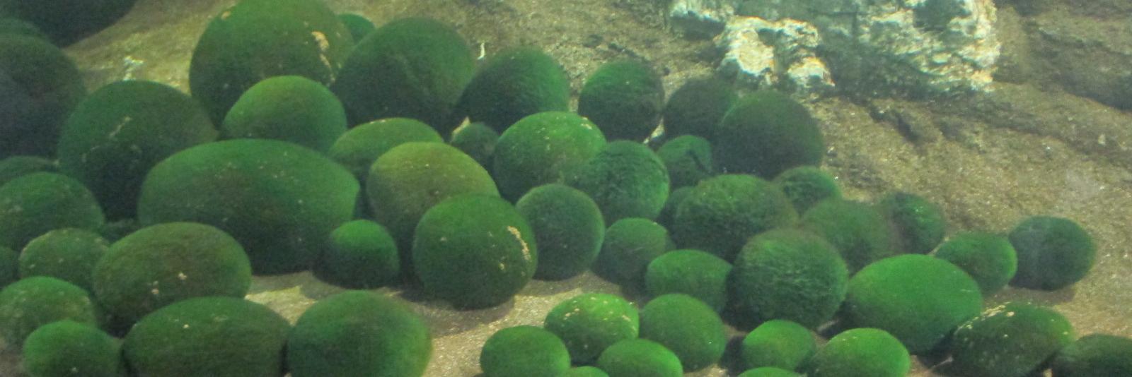 製麺＆製粉屋さん banner