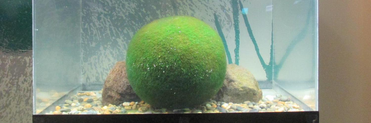 飲料（＆牛乳＆ヨーグルトなど） banner