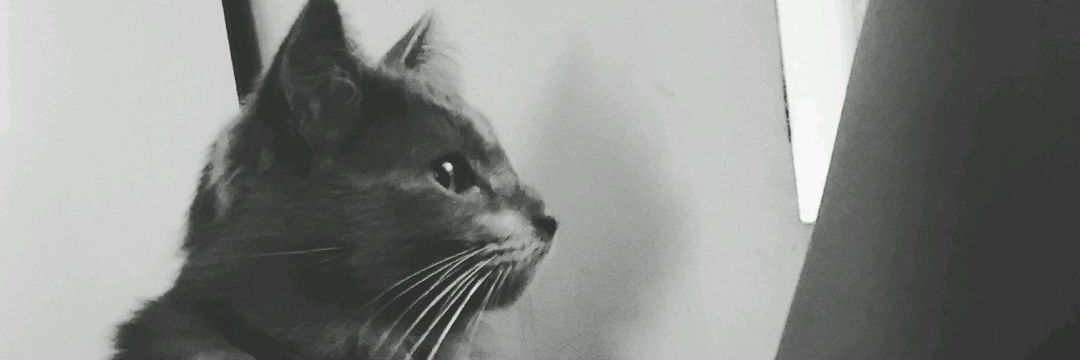 fran_valentine's profile banner image