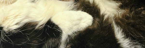 hio_ocha Profile Banner