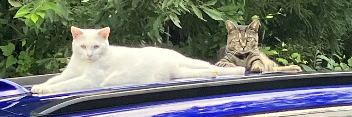 ねこ太朗's banner