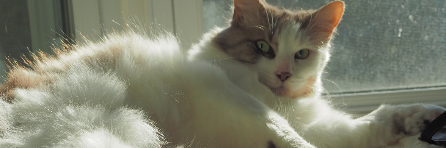 💐🌺🍁🦖🦕🐿🐞🐝🦋🐈🐈‍⬛ banner