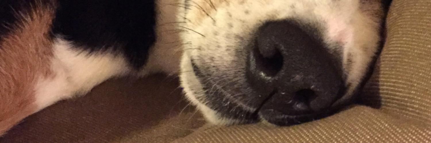 turfobserver's profile banner image