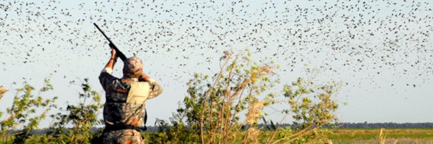 DovesandDucks's profile banner image