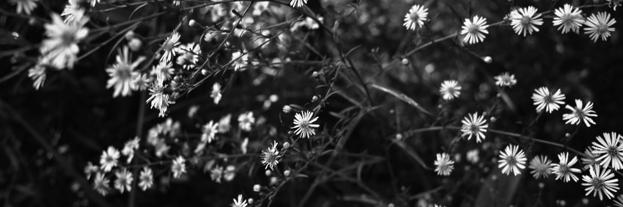 stephaniedixxon's profile banner image