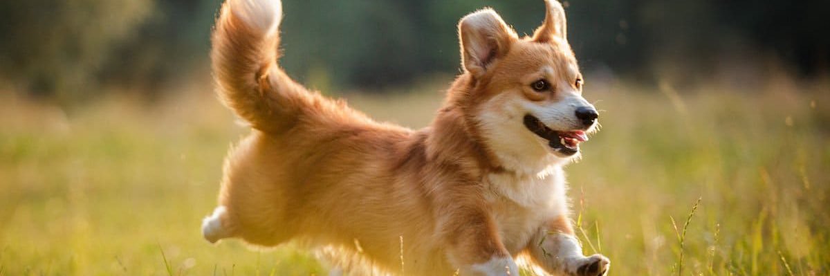 Corgis52 banner