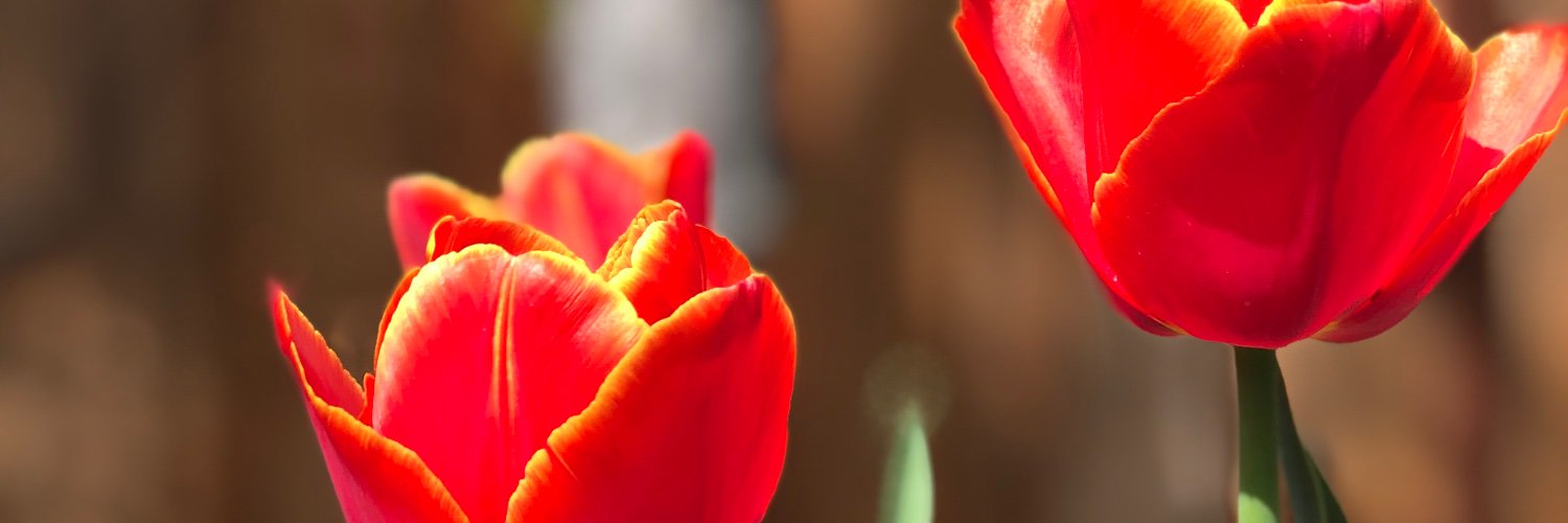 maureen schaffner banner