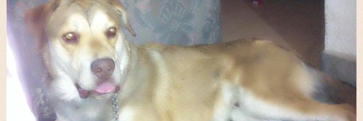 lamunekitha's profile banner image