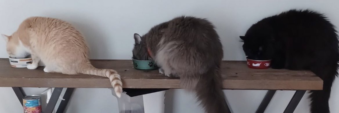 casuallyashleyy's profile banner image