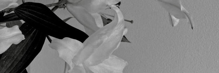 Ethrerea's profile banner image