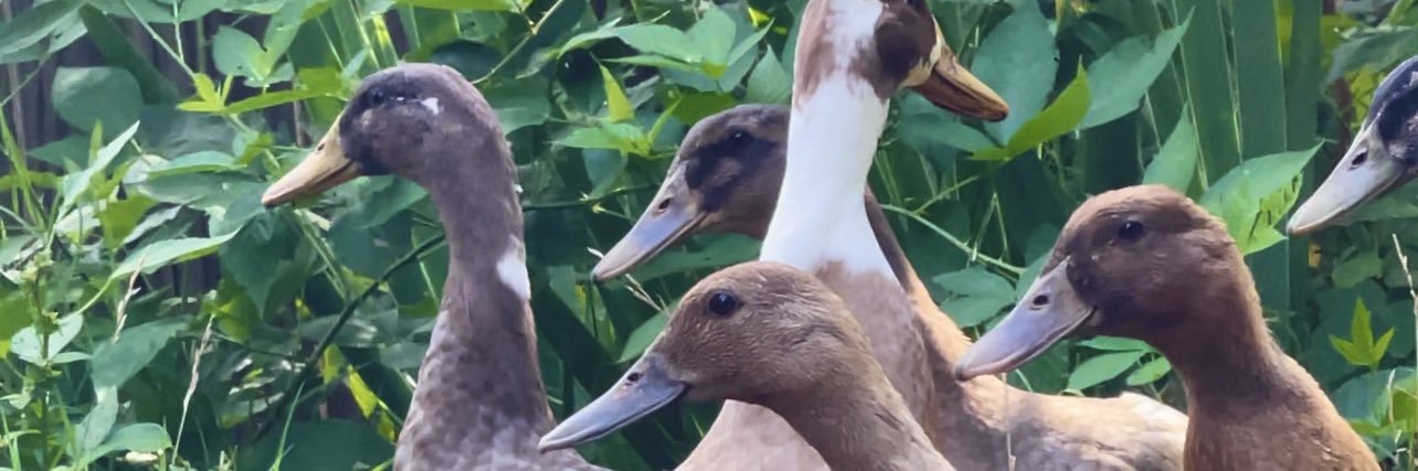 MeowDucko's profile banner image
