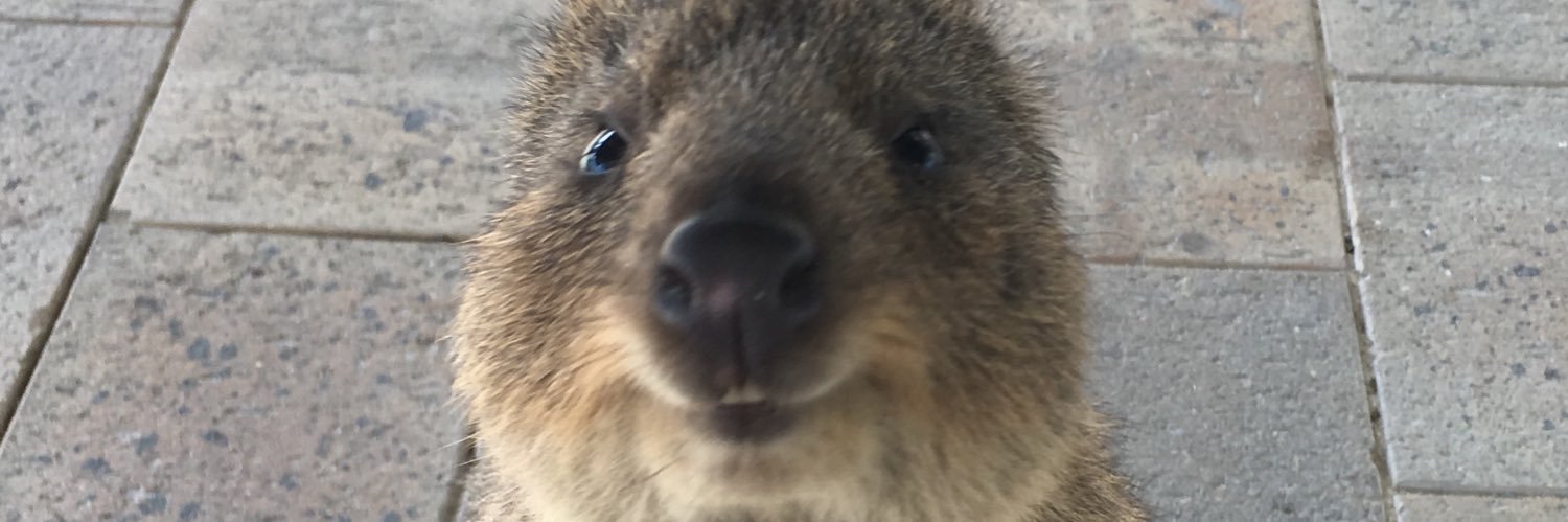 janusle's profile banner image