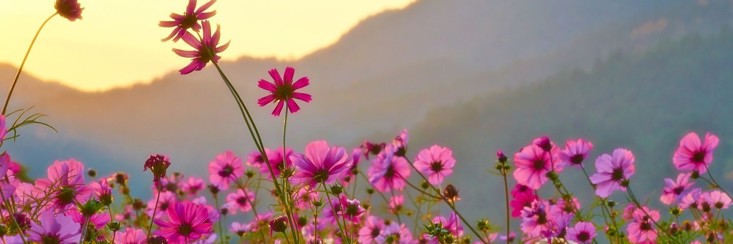 ayame1960's profile banner image