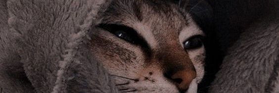 ᥴꪖꫀ🂱 banner