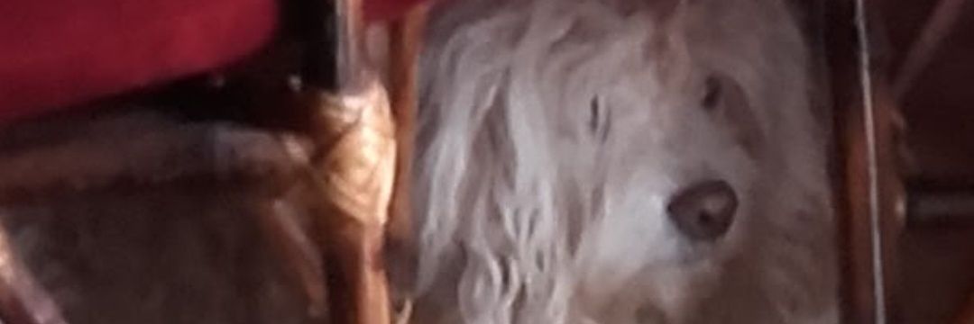 🐶🦮🐈Baltazar..🐕🐕‍🦺🐈 banner