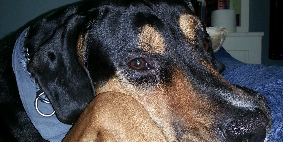 Alicia Freyermuth banner