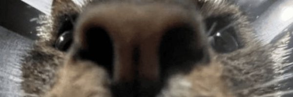 equi_noxious Profile Banner