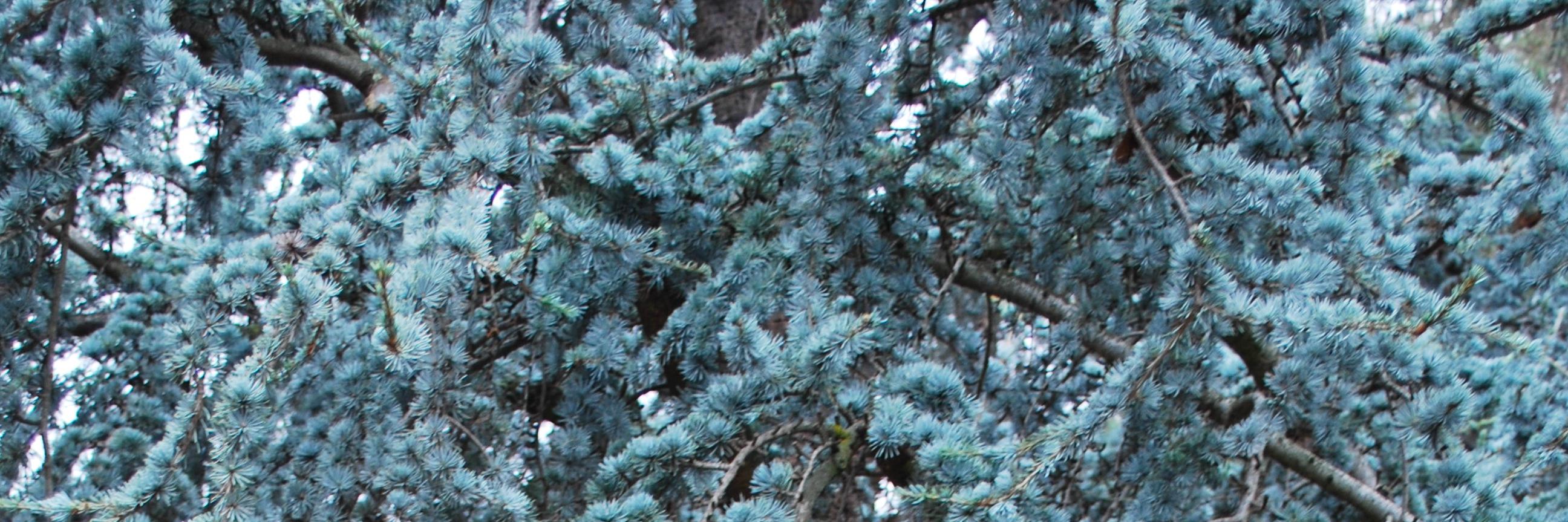 _lari_b's profile banner image