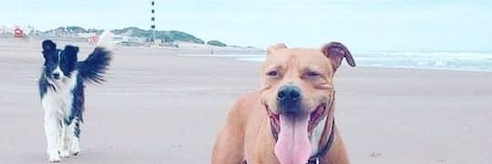 • N I C O L Á S banner