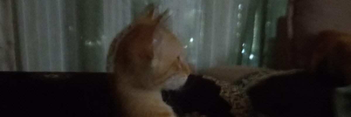 Mando Rot 🇮🇳 banner