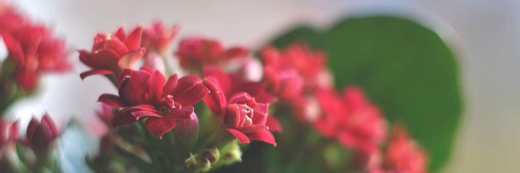 Samantha_Ch_'s profile banner image