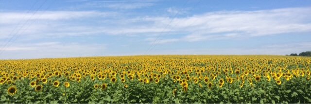 cameron_strause's profile banner image