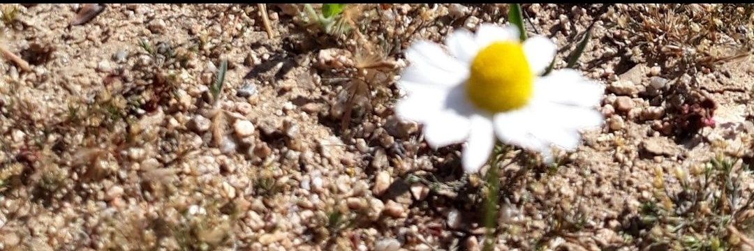 festuc 7️⃣🎱 banner