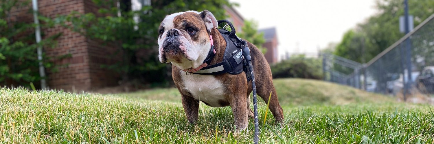 Ross Gianfortune banner