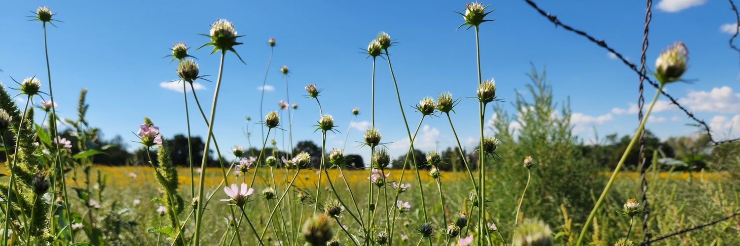 Rebekah L. Sanders 🌵 banner