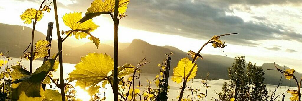 Stefanie Schales banner