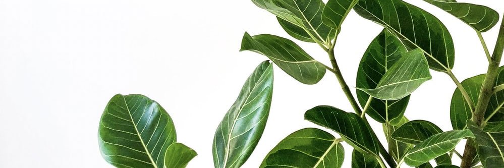 𝕕. banner