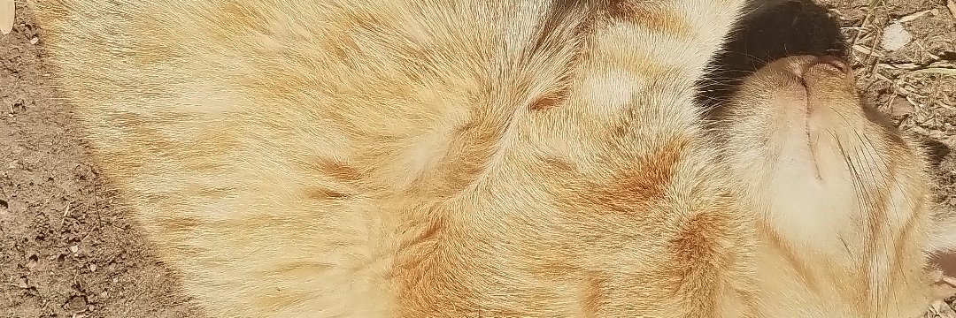 Coloradafafa's profile banner image