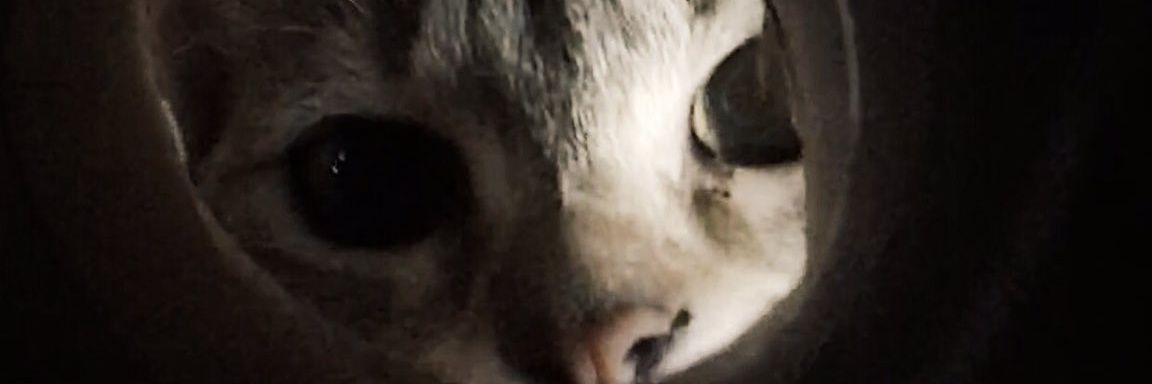 _lexep's profile banner image