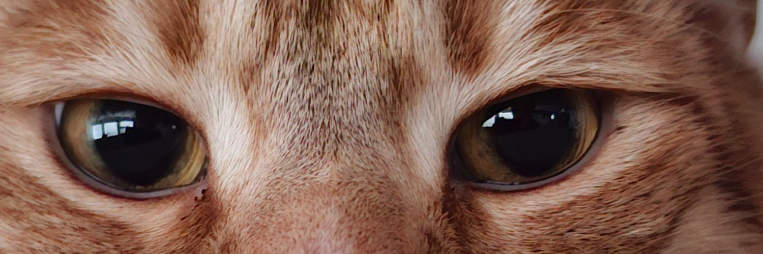 FirelightFndm's profile banner image
