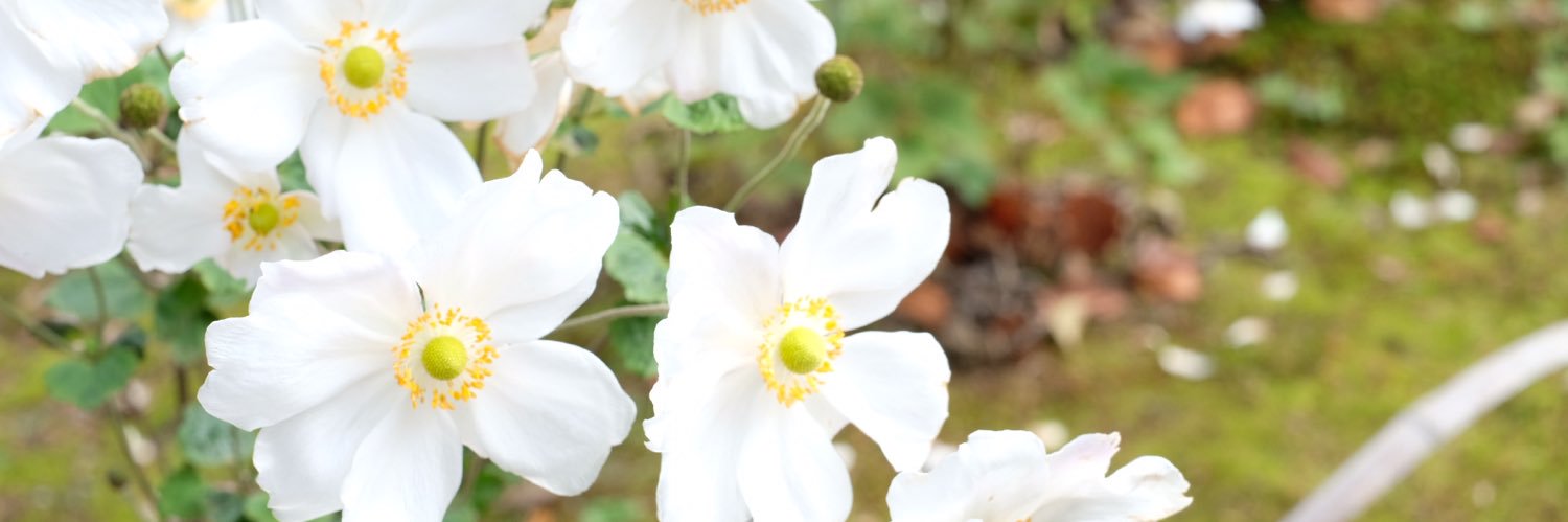 うい🇯🇵世界一周完 banner